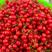 【实】天水樱桃代收代发质量保证正品品质高山环境自然生长