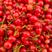 【实】天水樱桃代收代发质量保证正品品质高山环境自然生长