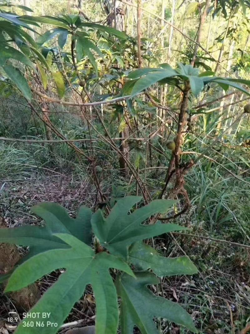 野生五指毛桃，纯野生不拼价格只做纯野生农家产品！