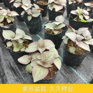 紫苏苗盆栽食用阳台香料全紫苏子种籽蔬菜苗秧四季种植种子孑