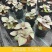 紫苏苗盆栽食用阳台香料全紫苏子种籽蔬菜苗秧四季种植种子孑
