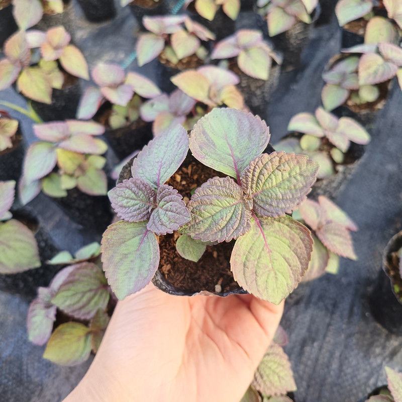 紫苏苗盆栽食用阳台香料全紫苏子种籽蔬菜苗秧四季种植种子孑
