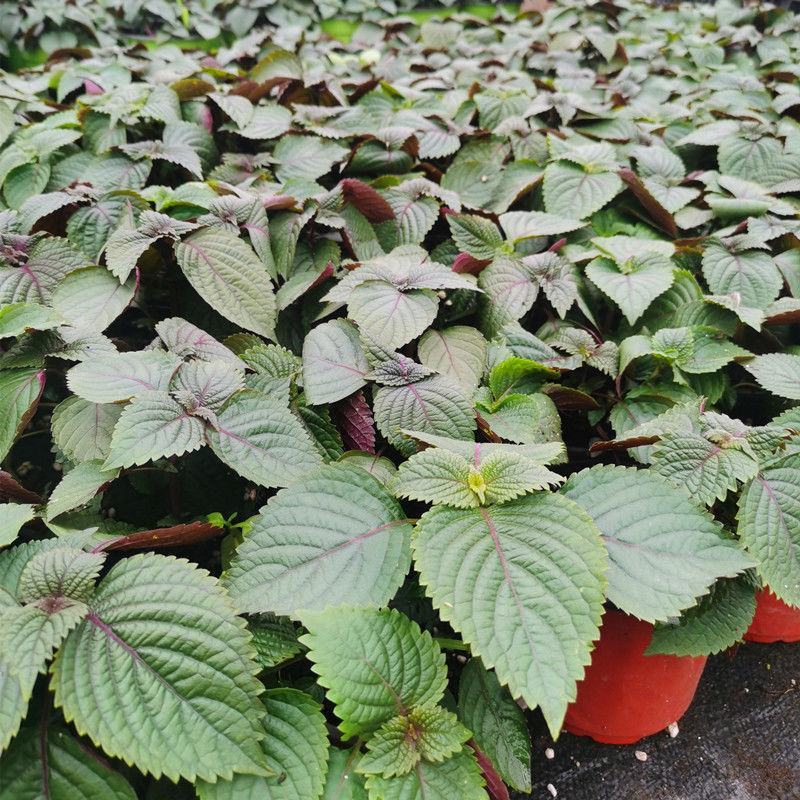 紫苏苗盆栽食用阳台香料全紫苏子种籽蔬菜苗秧四季种植种子孑
