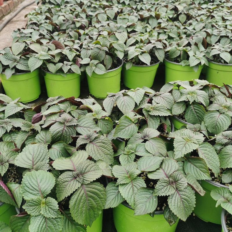 紫苏苗盆栽食用阳台香料全紫苏子种籽蔬菜苗秧四季种植种子孑