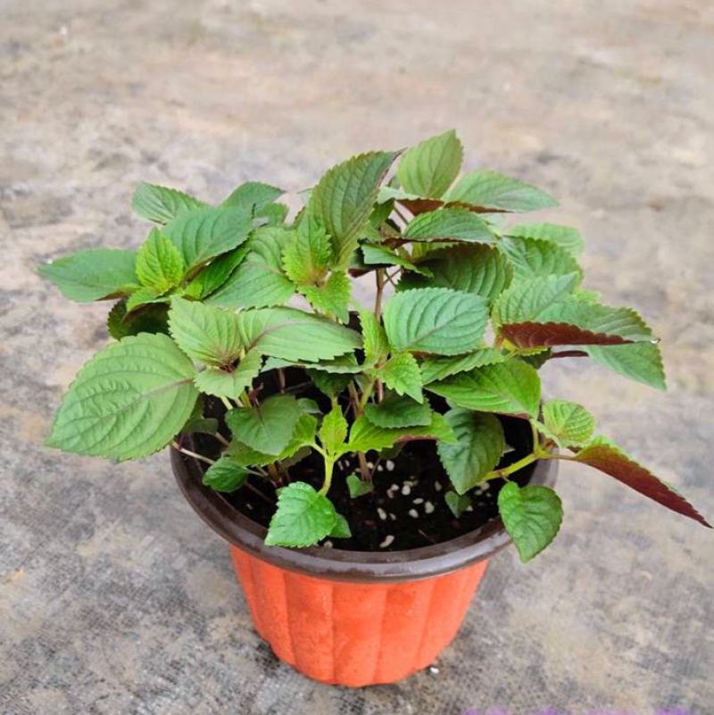紫苏苗盆栽食用阳台香料全紫苏子种籽蔬菜苗秧四季种植种子孑