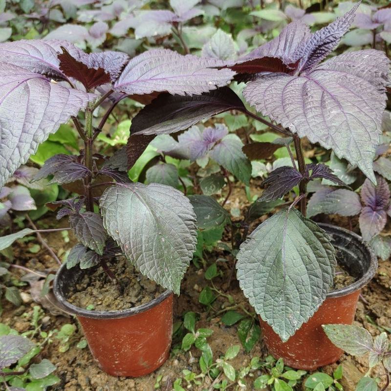 紫苏苗盆栽食用阳台香料全紫苏子种籽蔬菜苗秧四季种植种子孑