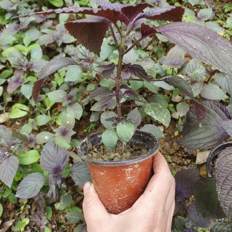 紫苏苗盆栽食用阳台香料全紫苏子种籽蔬菜苗秧四季种植种子孑