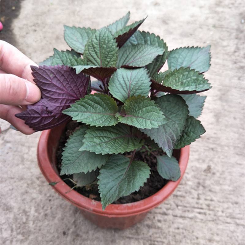 紫苏苗盆栽食用阳台香料全紫苏子种籽蔬菜苗秧四季种植种子孑