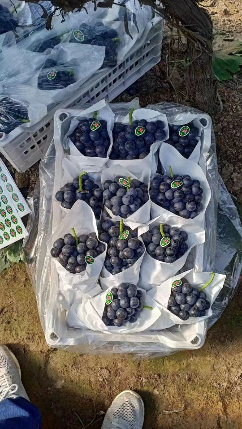 大量夏黑开始供应，暖棚，冷棚，陆地陆续大量上市