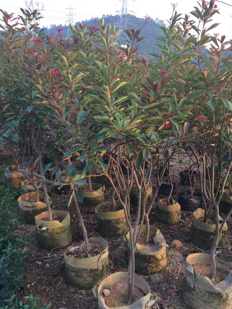 琴叶珊瑚花四季全年花苞不断盆栽变叶珊瑚琴叶樱南洋樱日日樱