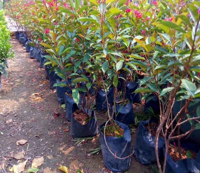 琴叶珊瑚花四季全年花苞不断盆栽变叶珊瑚琴叶樱南洋樱日日樱