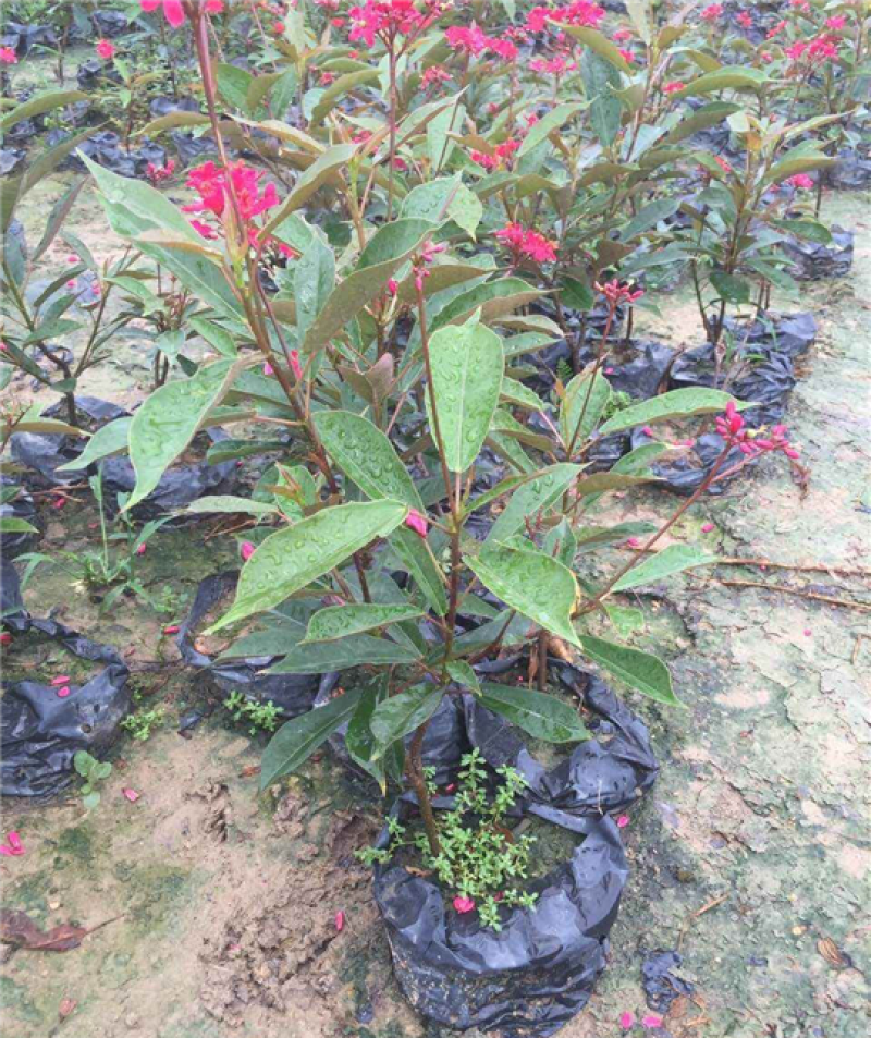 琴叶珊瑚花四季全年花苞不断盆栽变叶珊瑚琴叶樱南洋樱日日樱