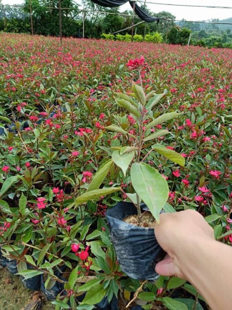 琴叶珊瑚花四季全年花苞不断盆栽变叶珊瑚琴叶樱南洋樱日日樱