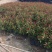 琴叶珊瑚花四季全年花苞不断盆栽变叶珊瑚琴叶樱南洋樱日日樱