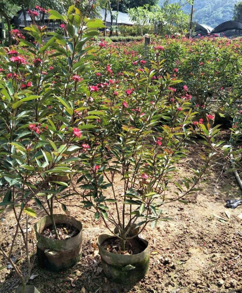 琴叶珊瑚花四季全年花苞不断盆栽变叶珊瑚琴叶樱南洋樱日日樱
