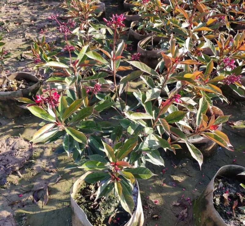 琴叶珊瑚花四季全年花苞不断盆栽变叶珊瑚琴叶樱南洋樱日日樱