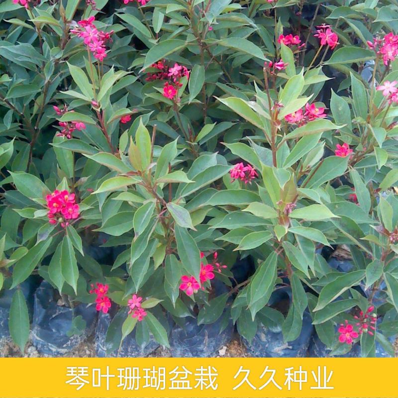 琴叶珊瑚花四季全年花苞不断盆栽变叶珊瑚琴叶樱南洋樱日日樱