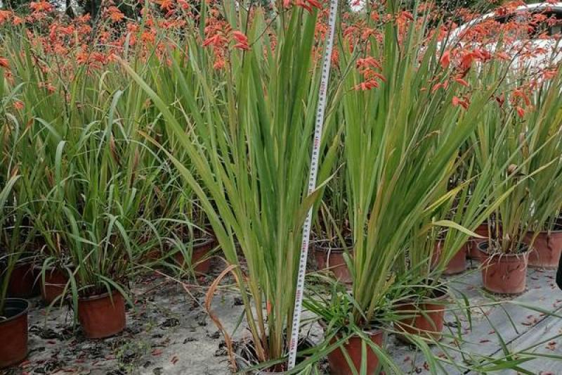 火星花盆栽庭院花镜花卉多年生鸢尾科耐热火星花雄黄兰