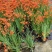 火星花盆栽庭院花镜花卉多年生鸢尾科耐热火星花雄黄兰