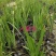 火星花盆栽庭院花镜花卉多年生鸢尾科耐热火星花雄黄兰