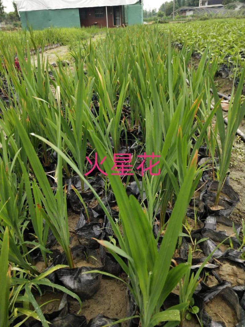 火星花盆栽庭院花镜花卉多年生鸢尾科耐热火星花雄黄兰