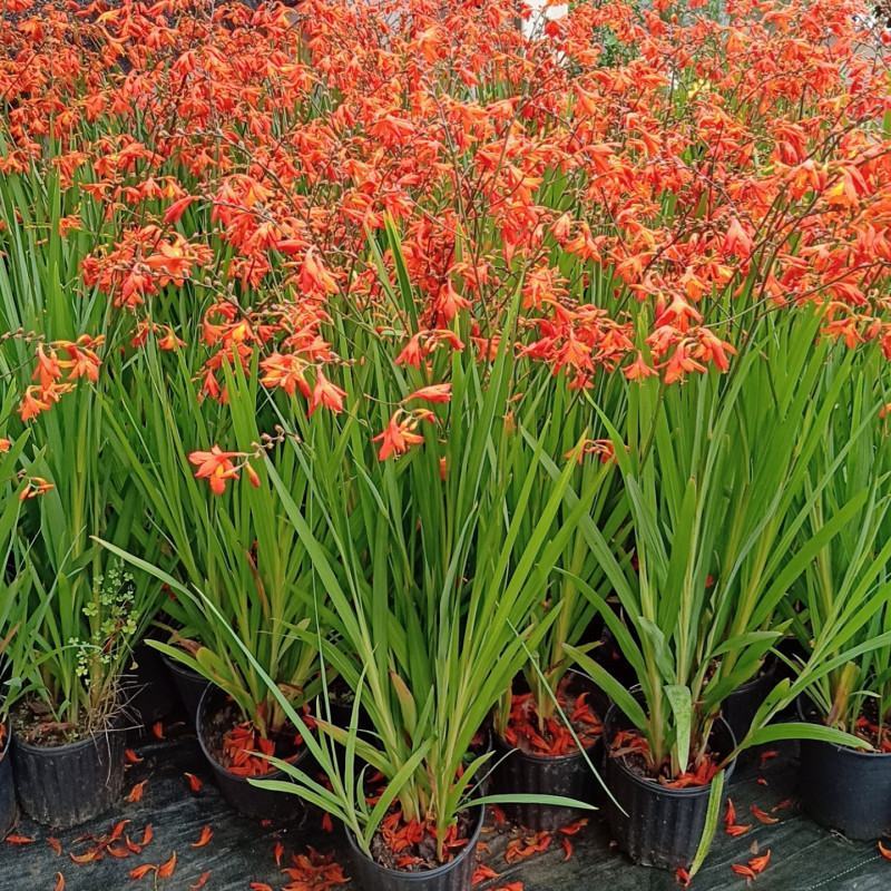 火星花盆栽庭院花镜花卉多年生鸢尾科耐热火星花雄黄兰