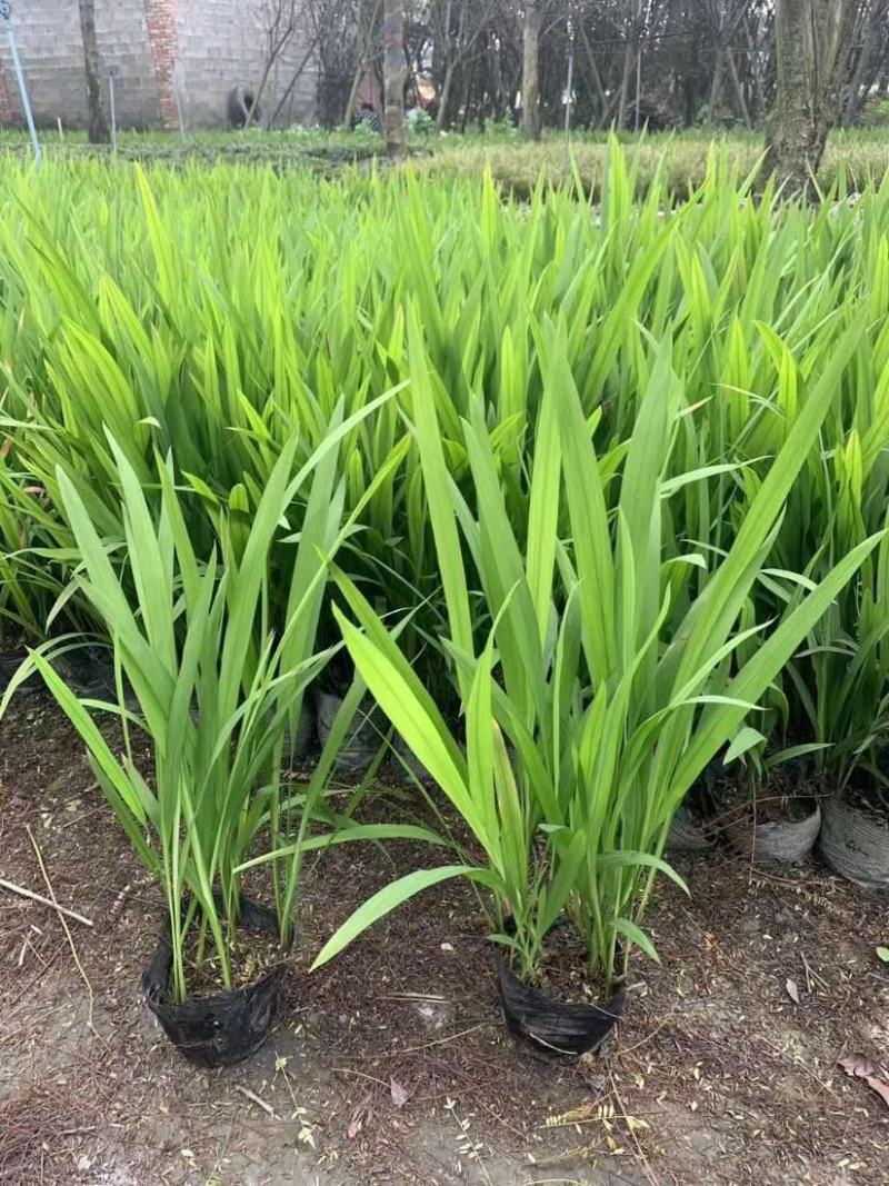 火星花盆栽庭院花镜花卉多年生鸢尾科耐热火星花雄黄兰