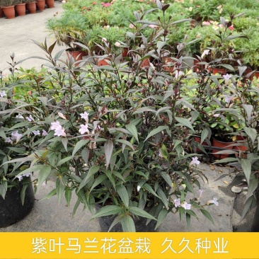 马蓝盆栽花镜植物阳台庭院花卉耐寒四季常青耐寒耐热