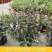 马蓝盆栽花镜植物阳台庭院花卉耐寒四季常青耐寒耐热