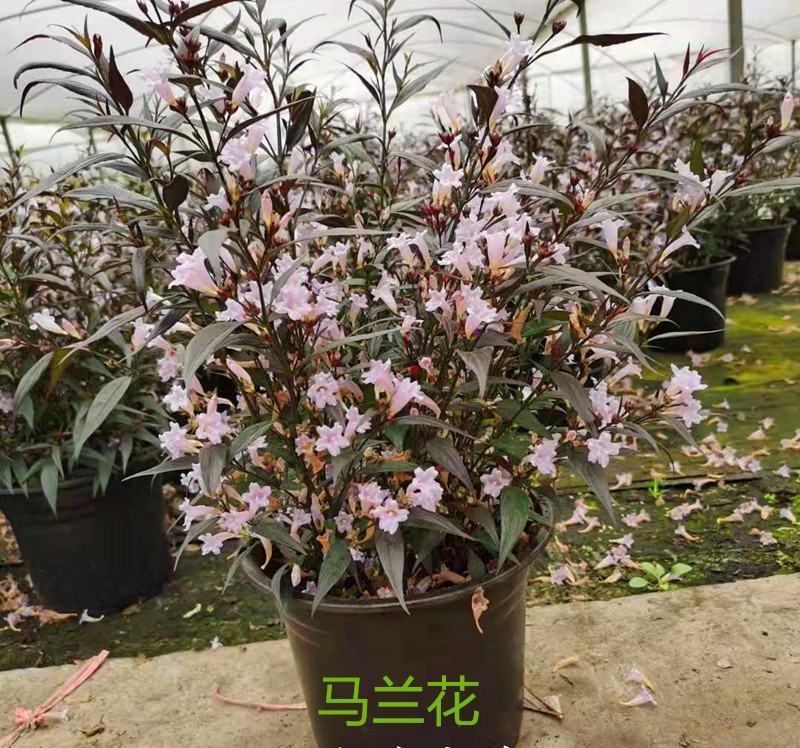 马蓝盆栽花镜植物阳台庭院花卉耐寒四季常青耐寒耐热