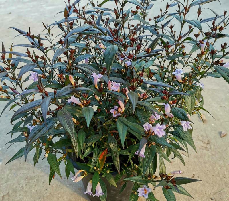 马蓝盆栽花镜植物阳台庭院花卉耐寒四季常青耐寒耐热