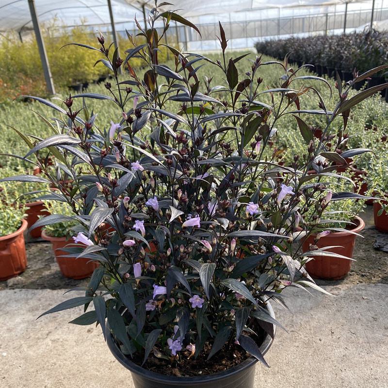 马蓝盆栽花镜植物阳台庭院花卉耐寒四季常青耐寒耐热