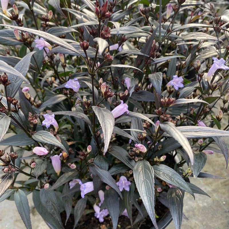 马蓝盆栽花镜植物阳台庭院花卉耐寒四季常青耐寒耐热