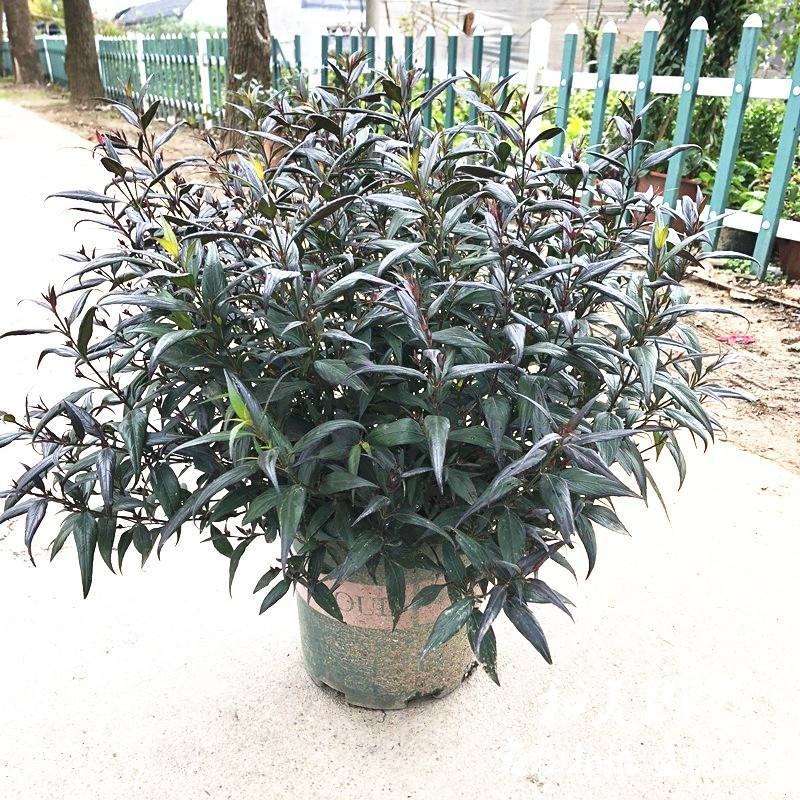 马蓝盆栽花镜植物阳台庭院花卉耐寒四季常青耐寒耐热