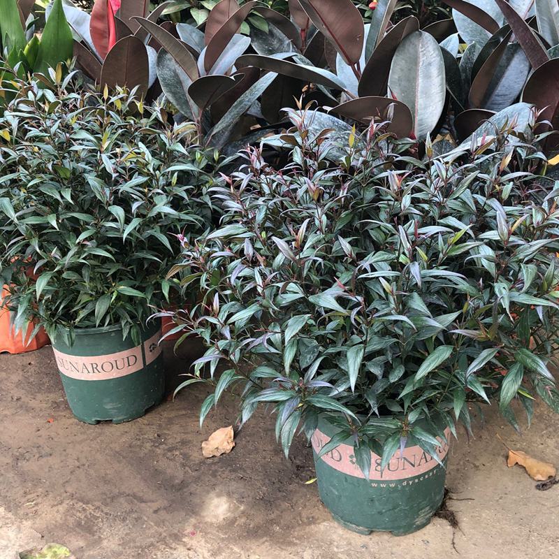 马蓝盆栽花镜植物阳台庭院花卉耐寒四季常青耐寒耐热