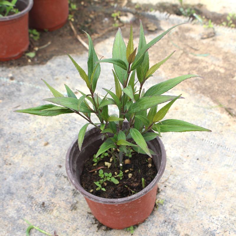 马蓝盆栽花镜植物阳台庭院花卉耐寒四季常青耐寒耐热