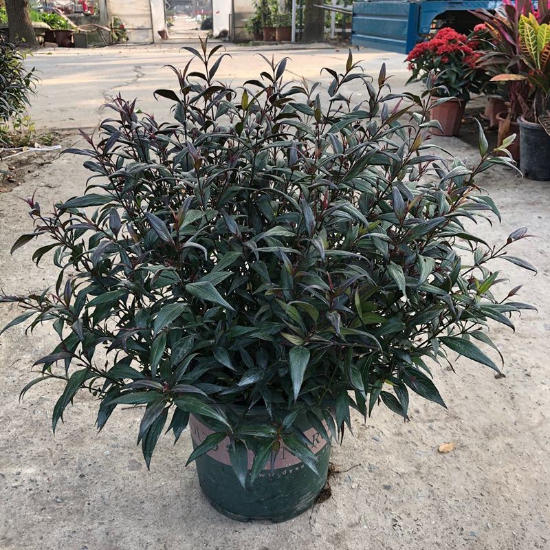马蓝盆栽花镜植物阳台庭院花卉耐寒四季常青耐寒耐热