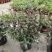 马蓝盆栽花镜植物阳台庭院花卉耐寒四季常青耐寒耐热
