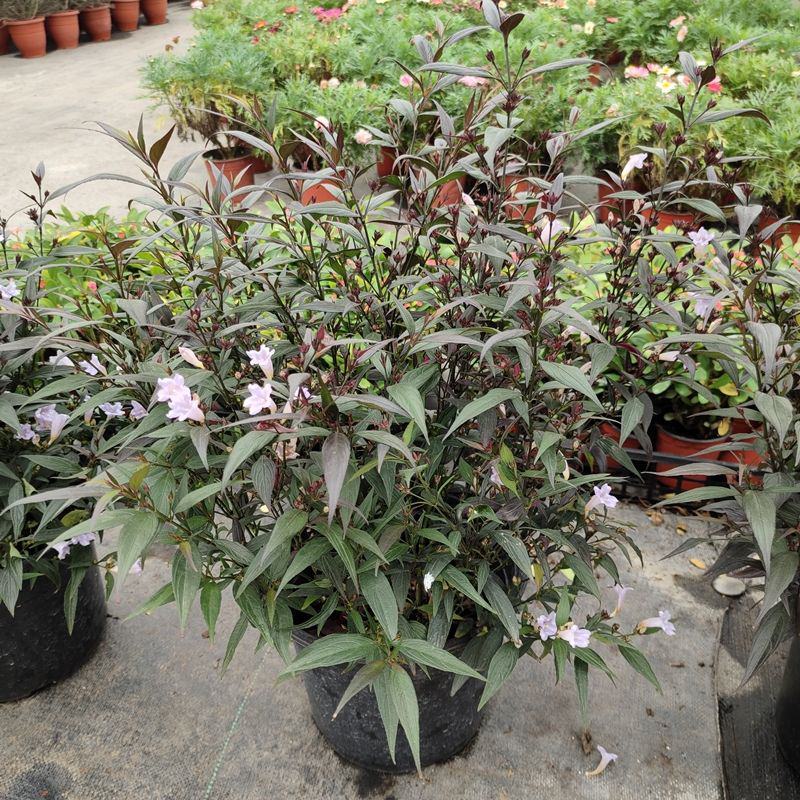 马蓝盆栽花镜植物阳台庭院花卉耐寒四季常青耐寒耐热