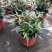 马蓝盆栽花镜植物阳台庭院花卉耐寒四季常青耐寒耐热