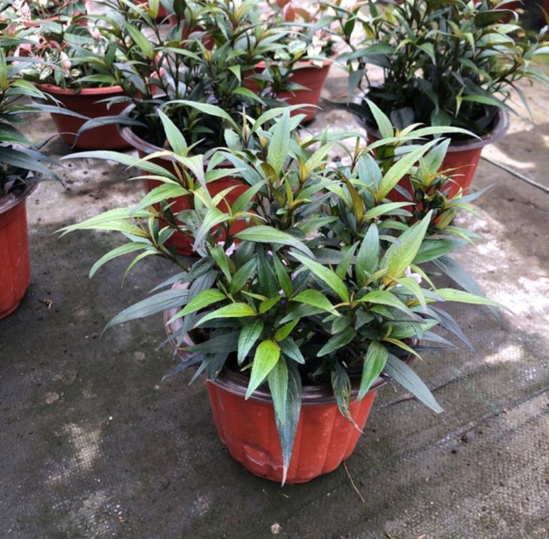马蓝盆栽花镜植物阳台庭院花卉耐寒四季常青耐寒耐热