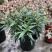 马蓝盆栽花镜植物阳台庭院花卉耐寒四季常青耐寒耐热