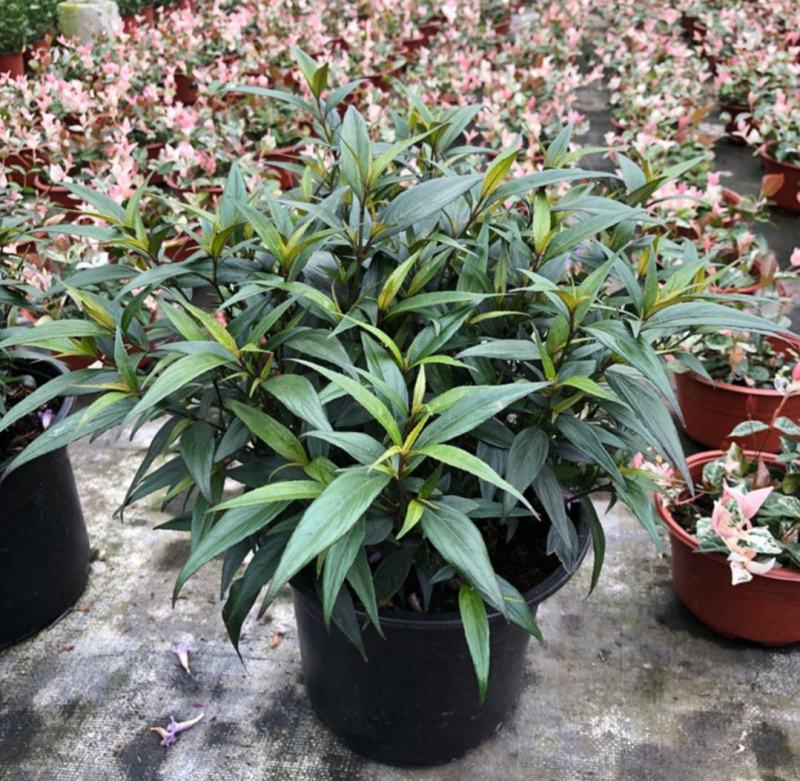 马蓝盆栽花镜植物阳台庭院花卉耐寒四季常青耐寒耐热