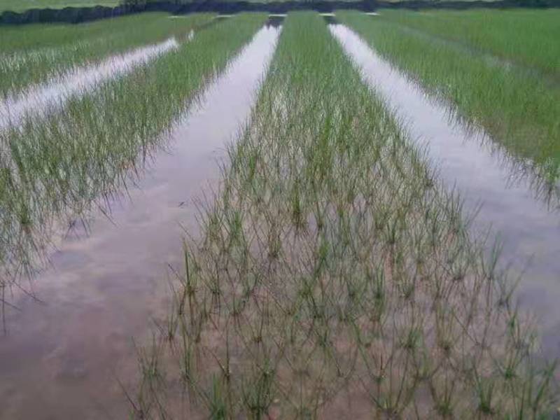 广西荔浦荸荠苗高产桂蹄3号组培苗子或二代孛荠果苗