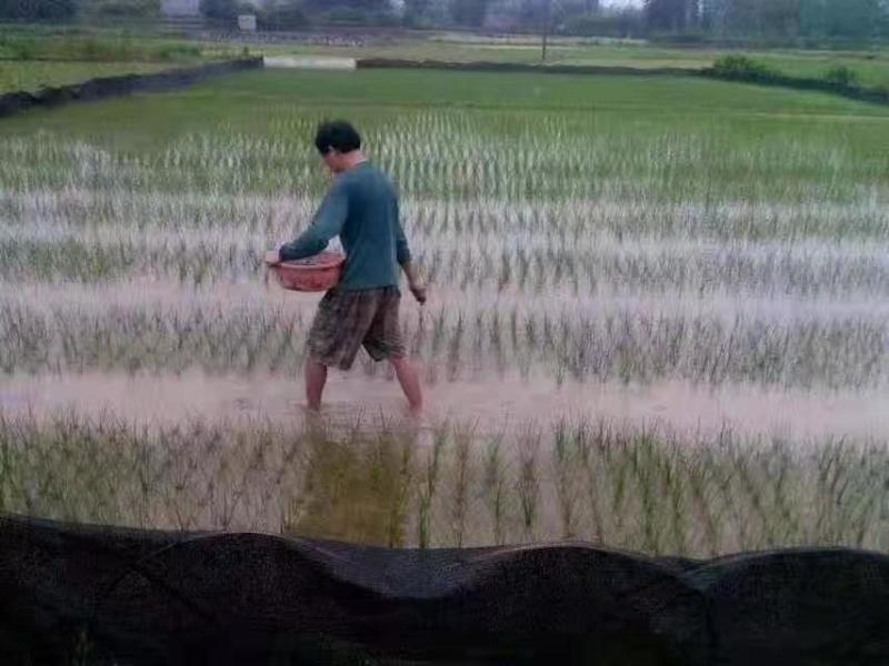 广西荔浦荸荠苗高产桂蹄3号组培苗子或二代孛荠果苗