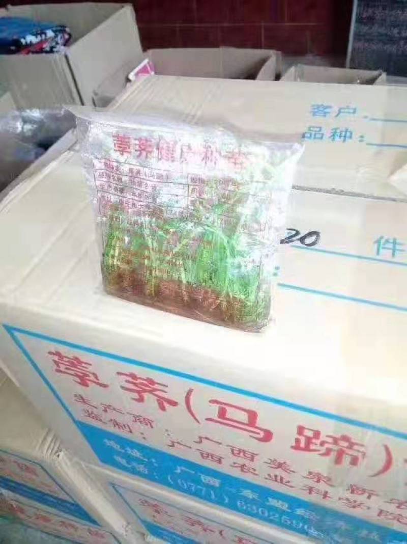 广西荔浦荸荠苗高产桂蹄3号组培苗子或二代孛荠果苗