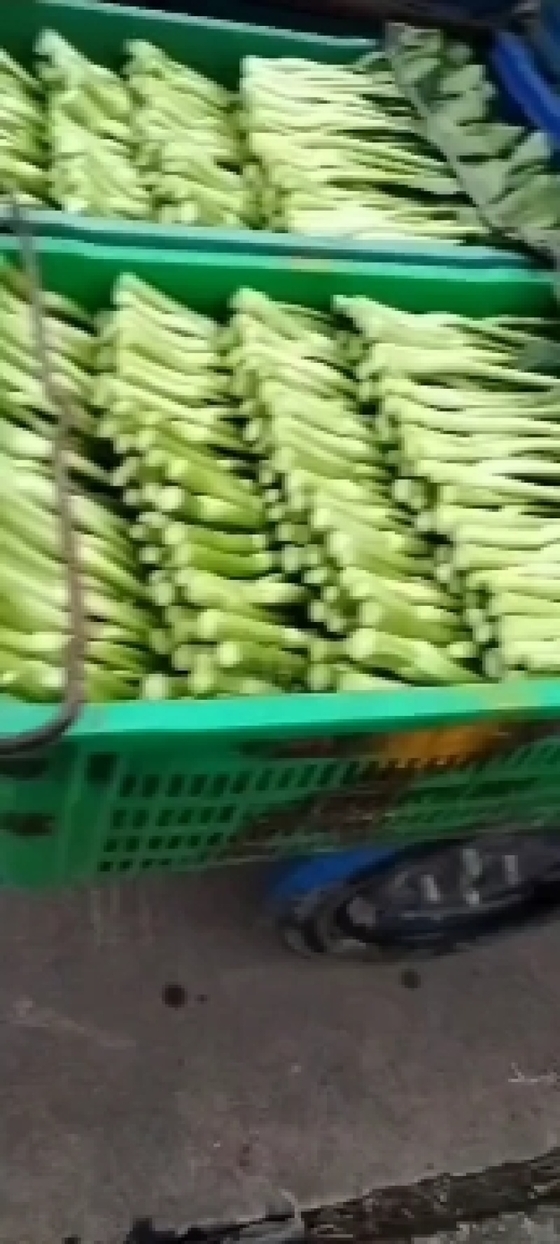 广东菜心