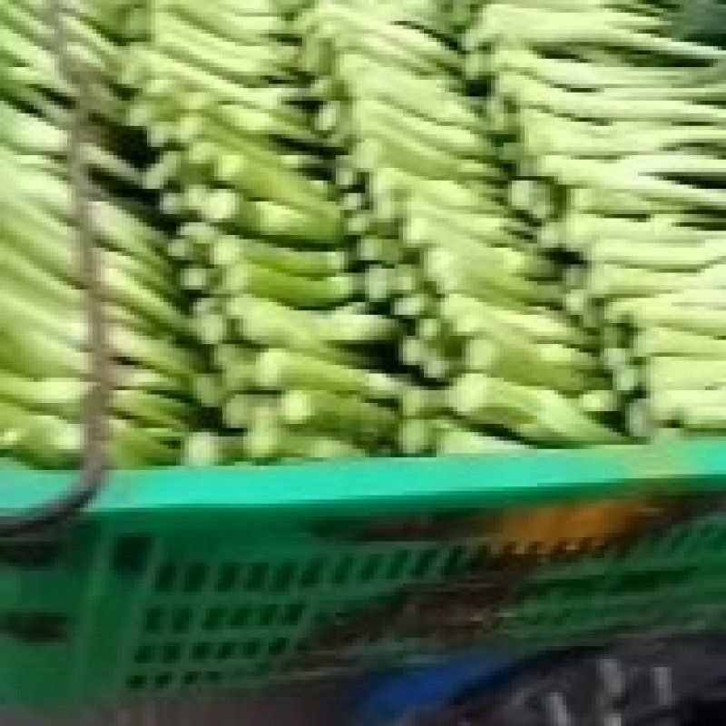 广东菜心