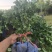 卫矛绿篱,50-70卫矛绿篱,卫矛基地直发
