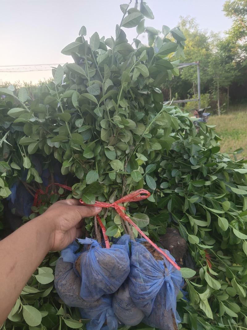 卫矛绿篱，50-70卫矛绿篱，卫矛基地直发